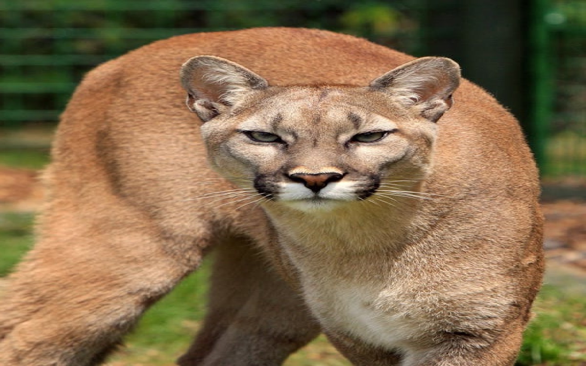 Mountain Lion