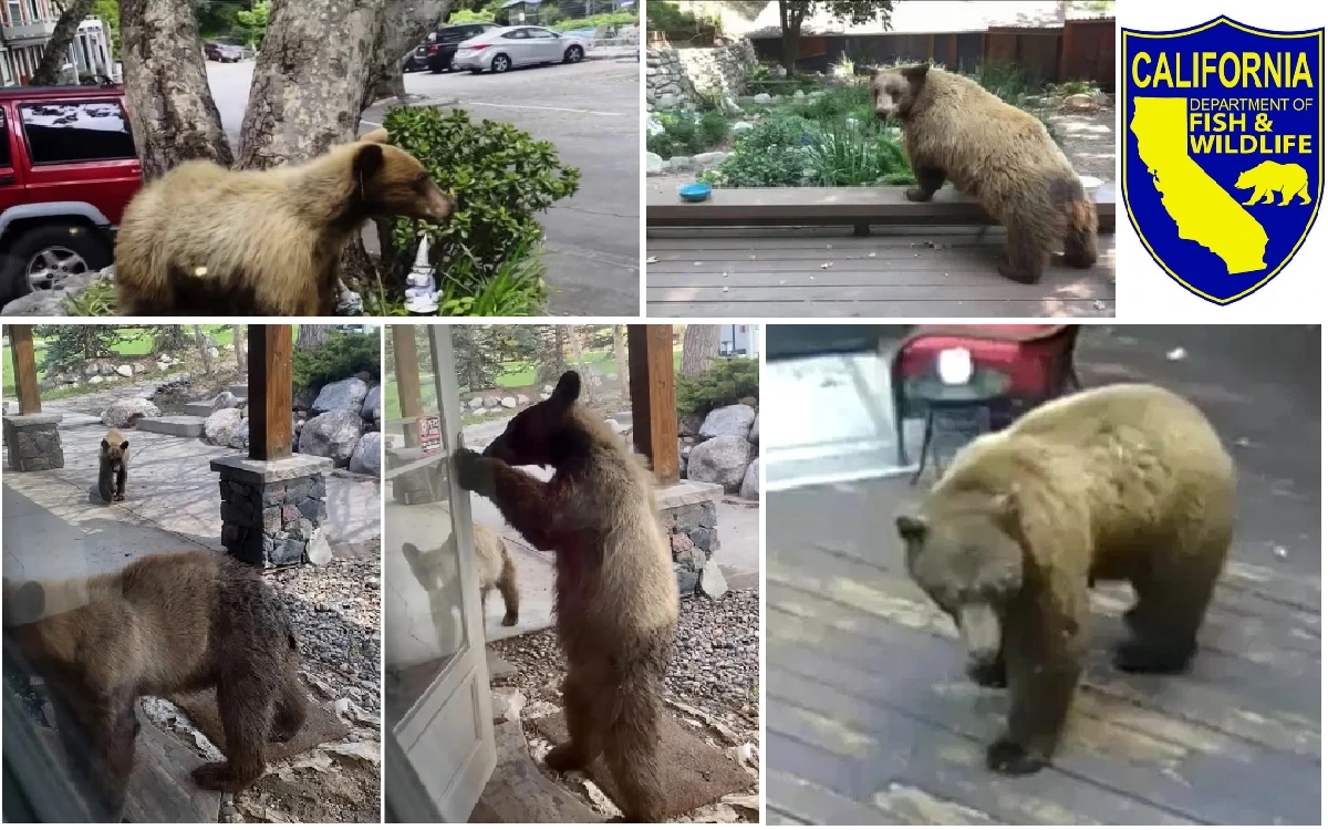 California's Urban Wilderness