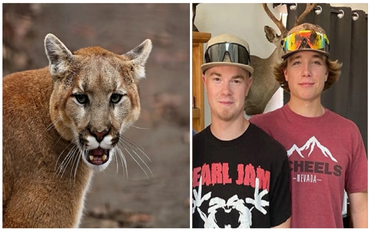 Mountain Lion Policies